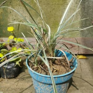 Liriope Variegated Lily-Turf Plant with Pot – Live Ornamental Grass for Garden & Balcony With Pot 1 Pis
