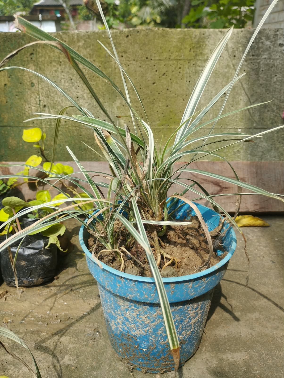 Liriope Variegated Lily-Turf Plant with Pot – Live Ornamental Grass for Garden & Balcony With Pot 1 Pis