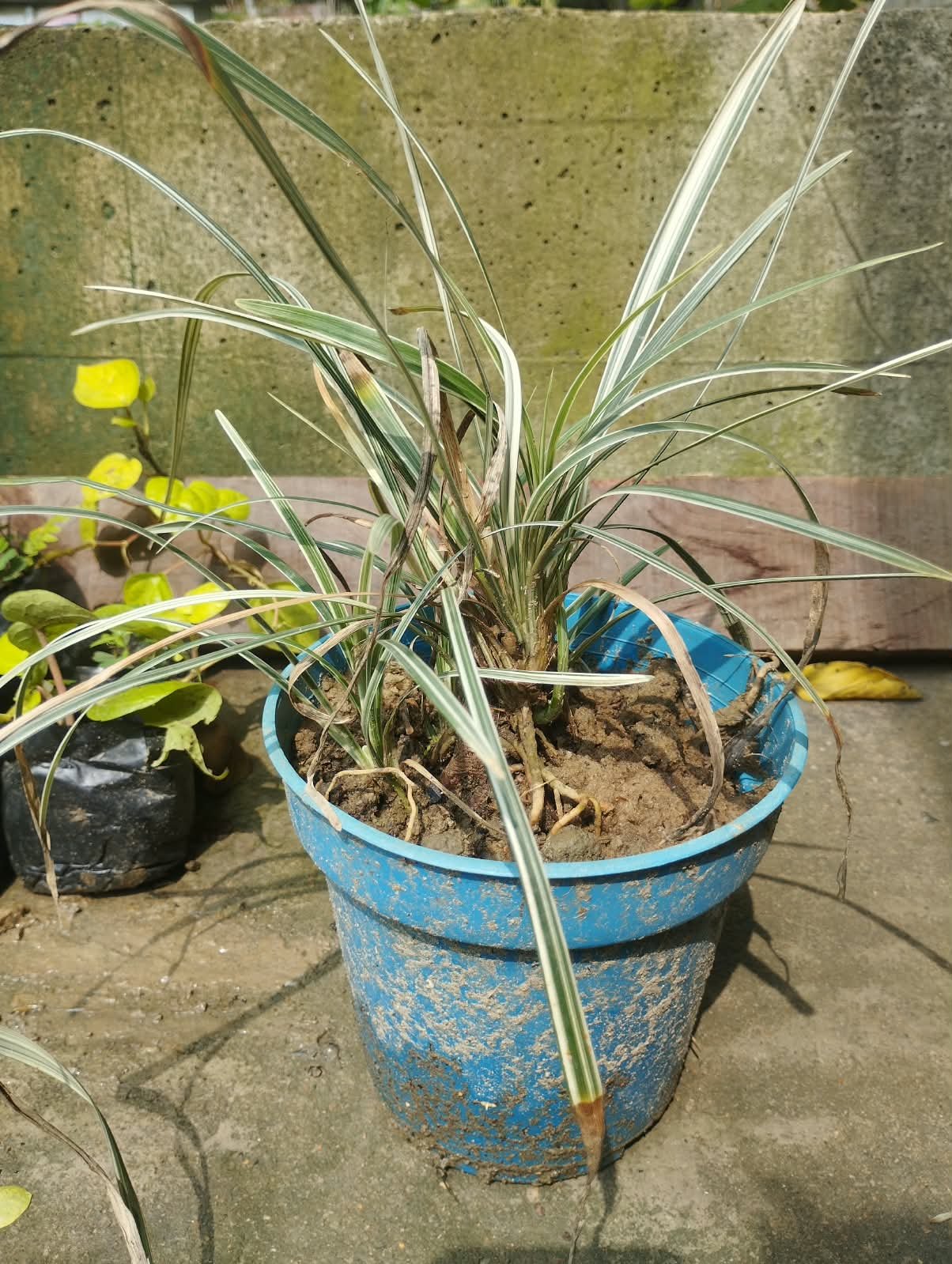 Liriope Variegated Lily-Turf Plant with Pot – Live Ornamental Grass for Garden & Balcony With Pot 1 Pis - Image 2