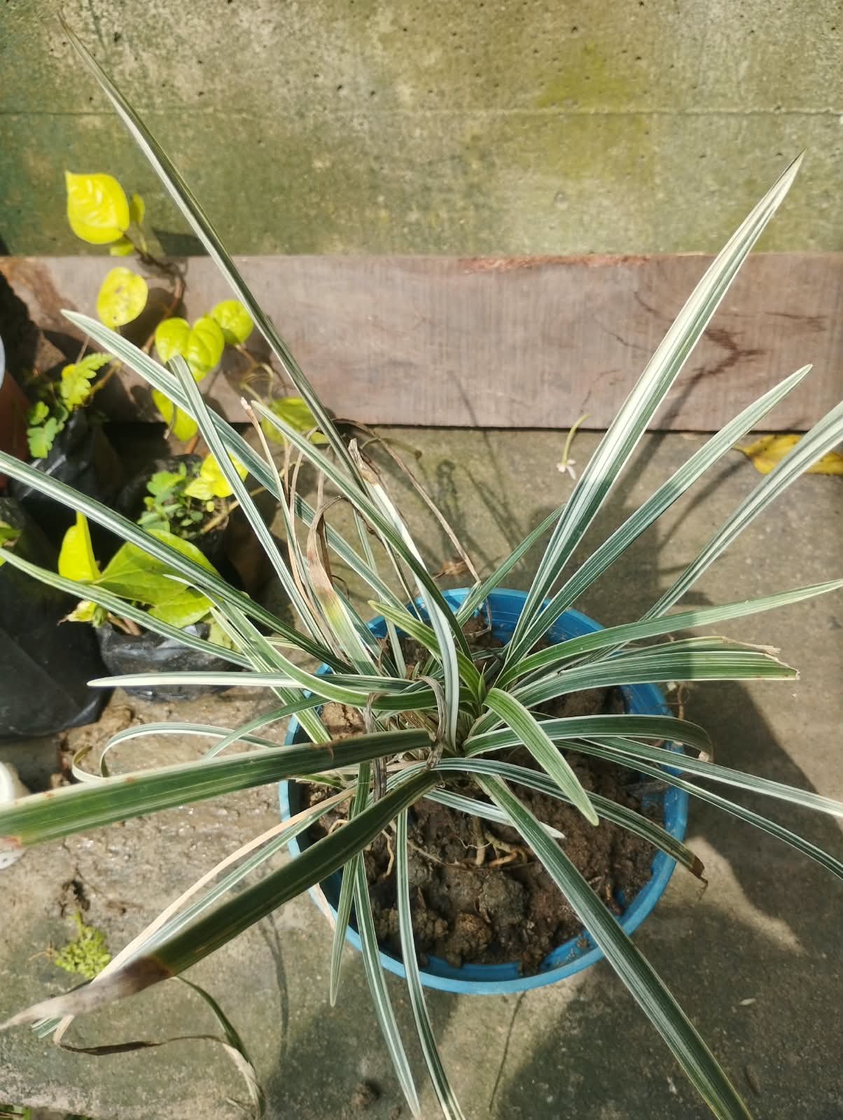 Liriope Variegated Lily-Turf Plant with Pot – Live Ornamental Grass for Garden & Balcony With Pot 1 Pis - Image 3