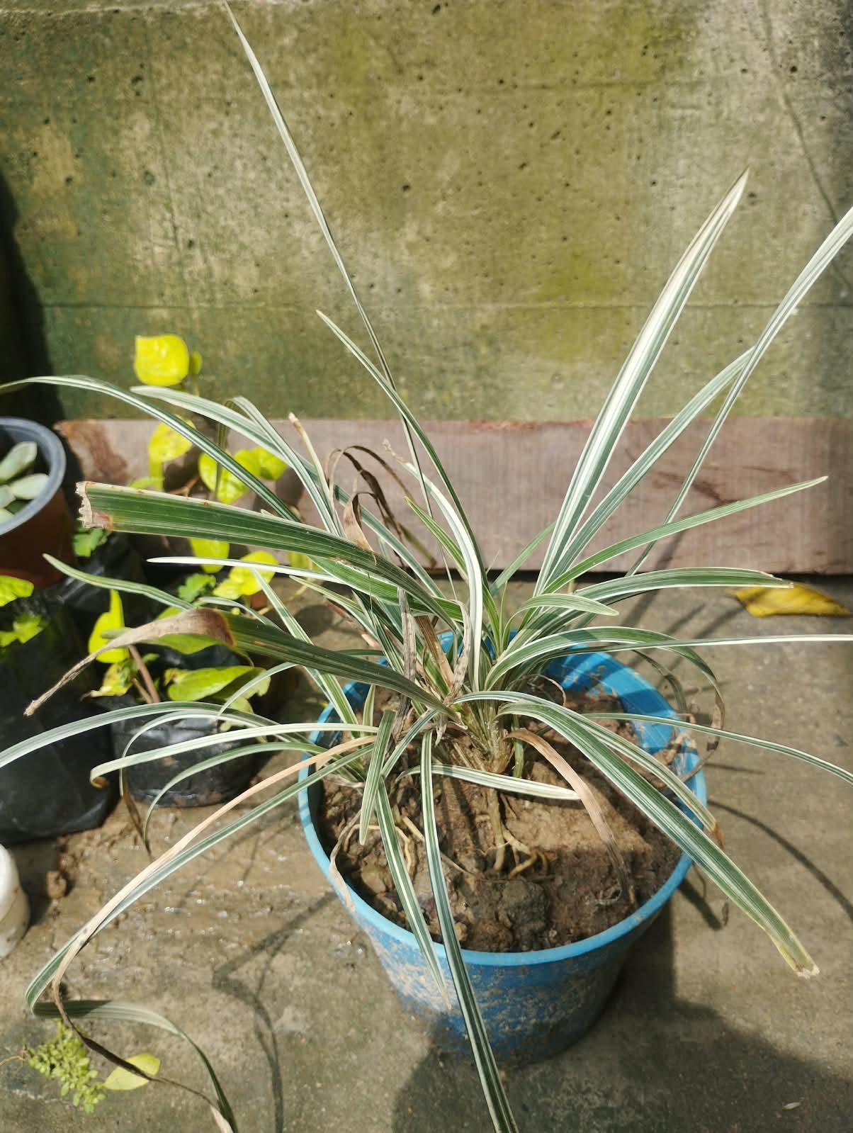 Liriope Variegated Lily-Turf Plant with Pot – Live Ornamental Grass for Garden & Balcony With Pot 1 Pis - Image 4