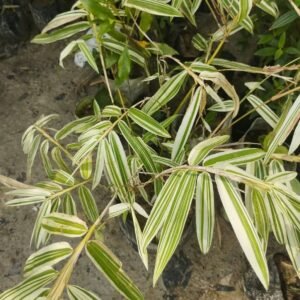Variegated White Bamboo Plant with Pot – Live Ornamental Bamboo with Green & White Foliage With Pot