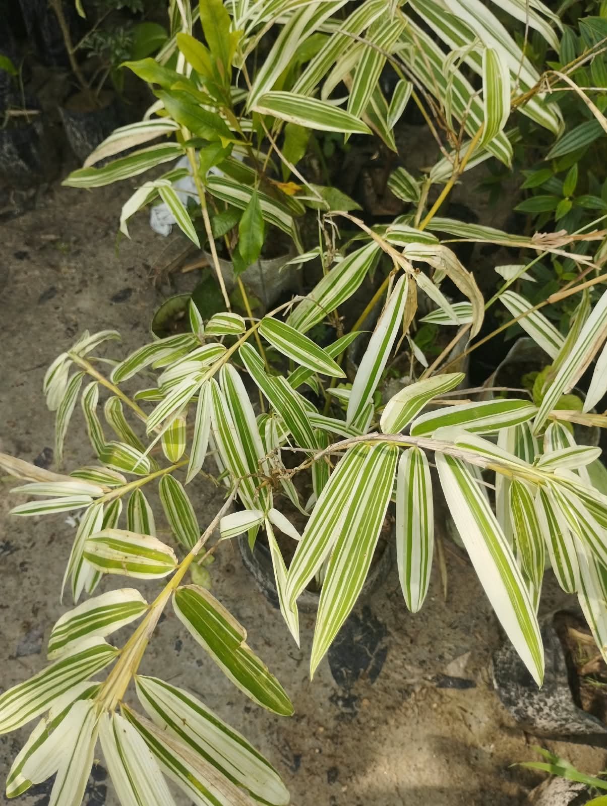 Variegated White Bamboo Plant with Pot – Live Ornamental Bamboo with Green & White Foliage With Pot