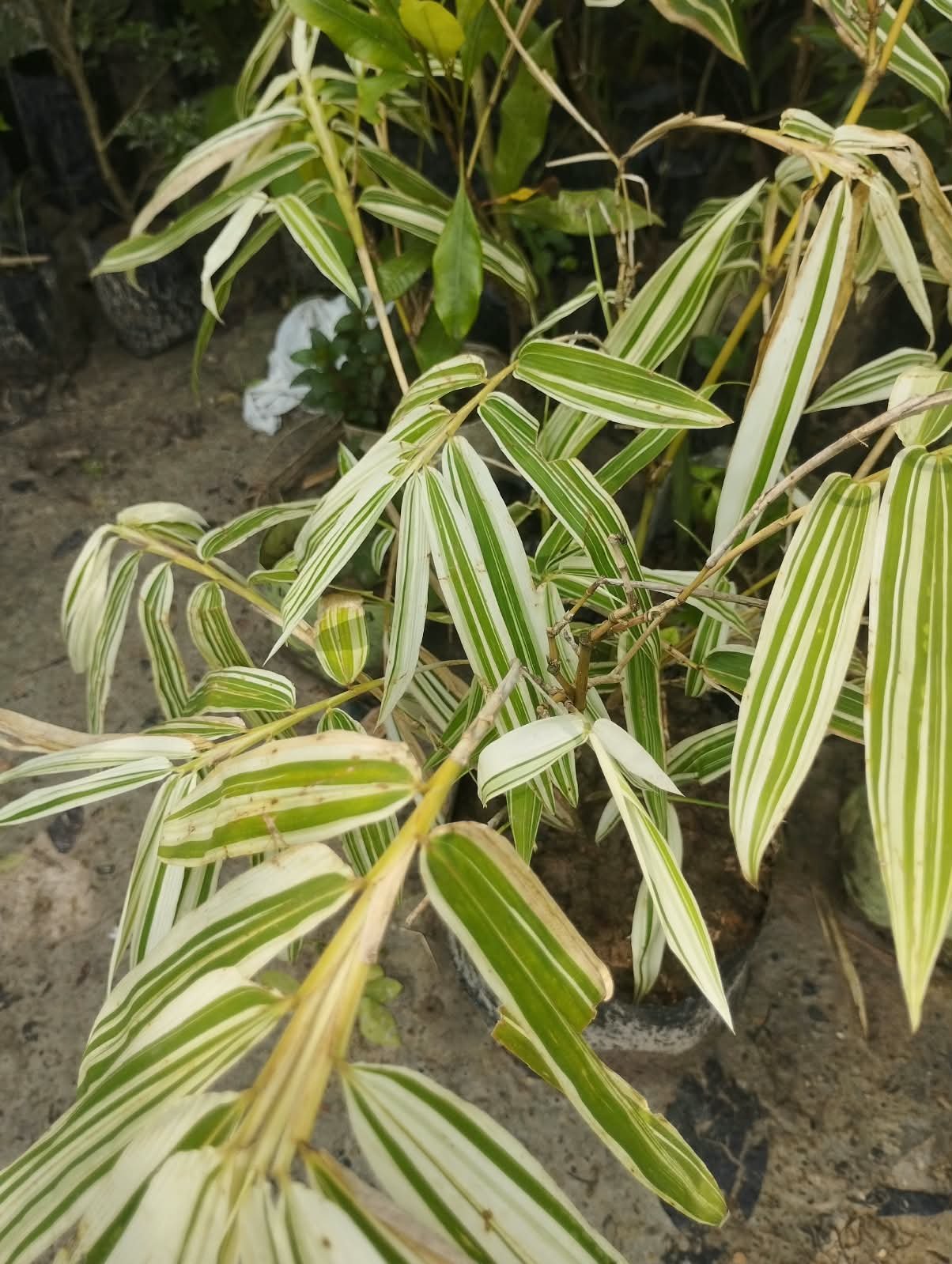 Variegated White Bamboo Plant with Pot – Live Ornamental Bamboo with Green & White Foliage With Pot