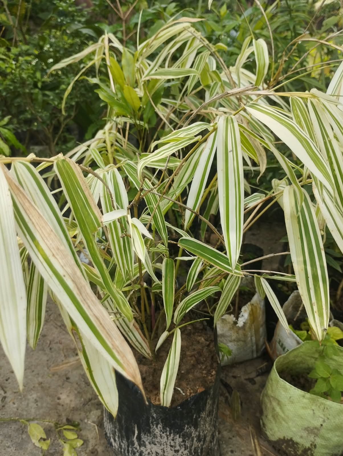 Variegated White Bamboo Plant with Pot – Live Ornamental Bamboo with Green & White Foliage With Pot
